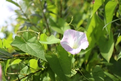Calystegia sepium spectabilis