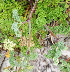 Dasispermum suffruticosum
