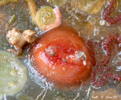 Pyura tessellata