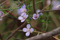 Cyanothamnus coerulescens