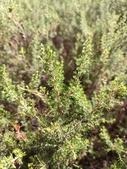 Erica arborea