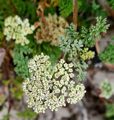 Dasispermum suffruticosum