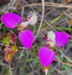 Polygala bracteolata