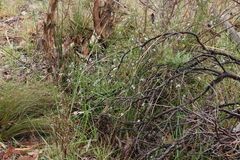 Cyanothamnus coerulescens