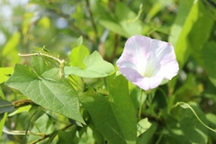 Calystegia sepium spectabilis