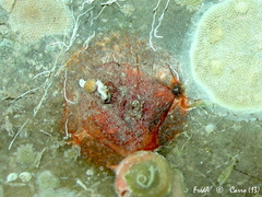 Pyura tessellata