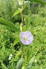 Calystegia sepium spectabilis