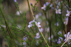Cyanothamnus coerulescens