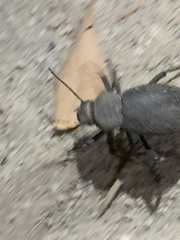 Trachyderma philistina