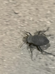 Trachyderma philistina