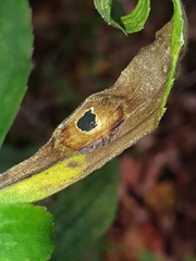 Botryosphaeria dothidea