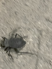 Trachyderma philistina