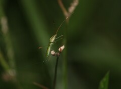 Stenocoris