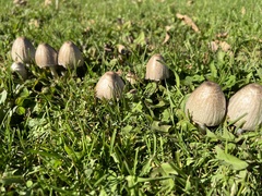 Coprinopsis atramentaria