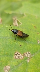 Tachinus