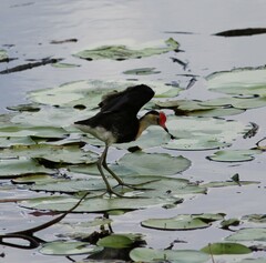 Irediparra gallinacea