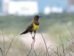 Pseudoleistes virescens