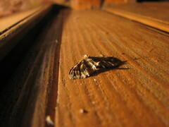 Pelurga comitata