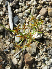 Cyperus amabilis