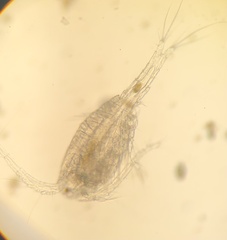 Copepoda