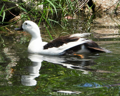Anas platyrhynchos × Cairina moschata