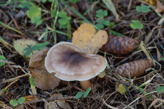 Rhodocollybia