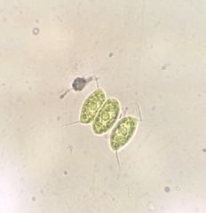 Desmodesmus communis