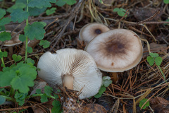 Rhodocollybia