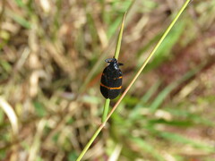 Huaina inca