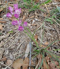 Allium drummondii