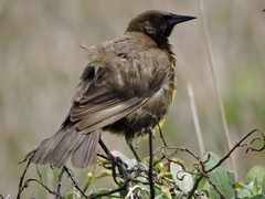 Pseudoleistes virescens
