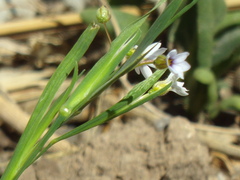 Sisyrinchium chilense