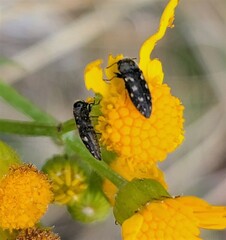 Acmaeodera tubulus