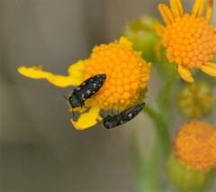 Acmaeodera tubulus