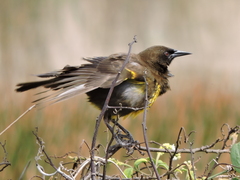 Pseudoleistes virescens