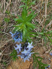 Amsonia ciliata