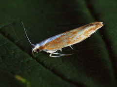 Argyresthia