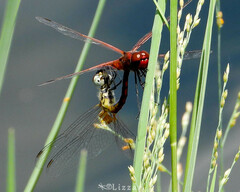 Celithemis bertha