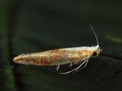Argyresthia
