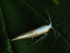 Argyresthia