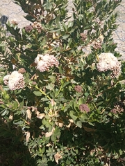 Tessaria dodonaeifolia