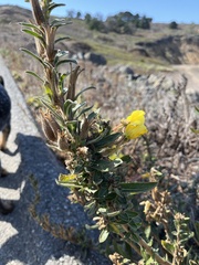 Oenothera elata