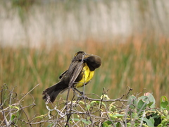 Pseudoleistes virescens
