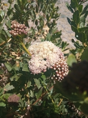 Tessaria dodonaeifolia