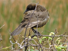 Pseudoleistes virescens