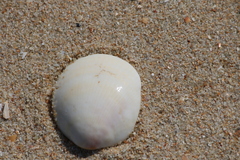 Laevicardium crassum