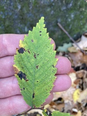 Ulmus thomasii