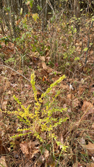 Genista tinctoria