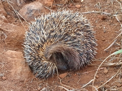 Atelerix frontalis