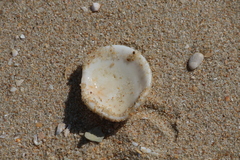 Laevicardium crassum